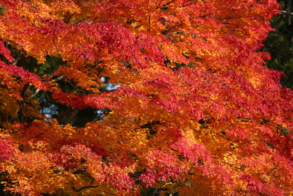 美