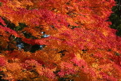 美
