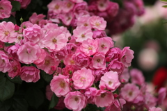花束