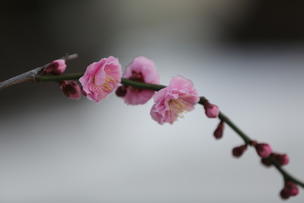 お百度参り