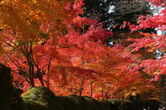 秋の虹