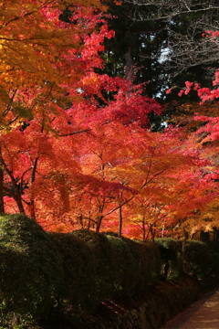 コントラスト