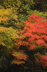 紅