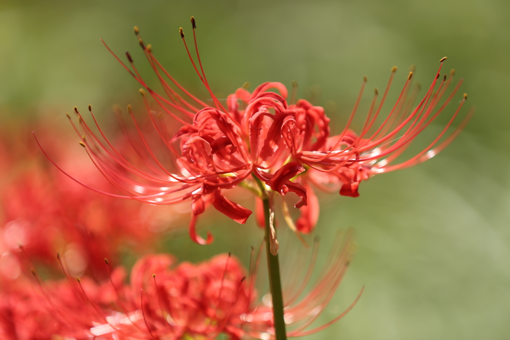 曼珠沙華