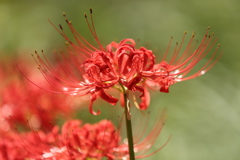 曼珠沙華