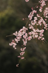 山桜