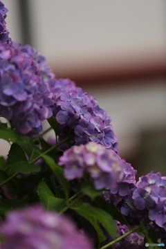 雨