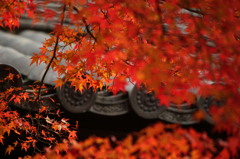 晩秋