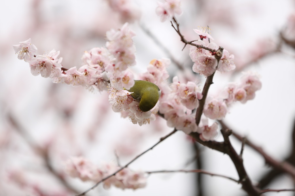 どこへ