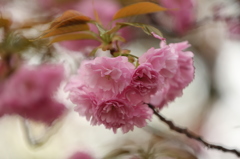 桜・・・