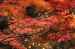 朱