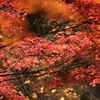 朱