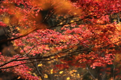 朱