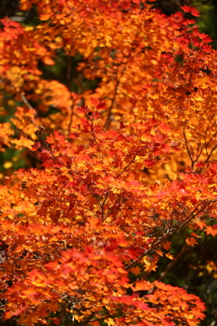 紅葉