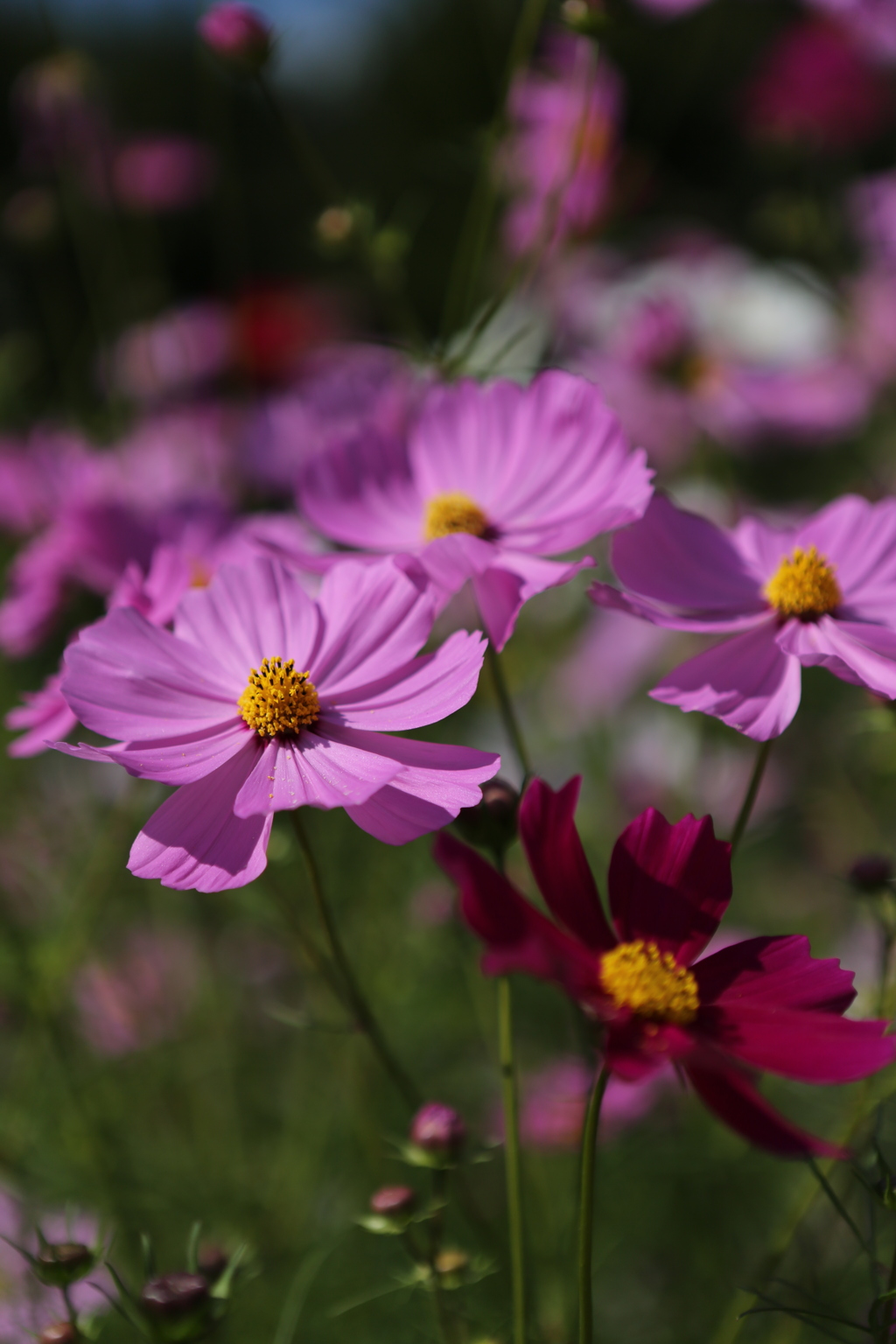 秋桜
