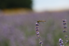 時