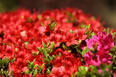 花の絨毯