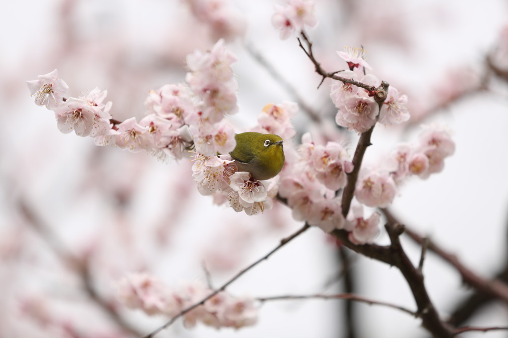 どこへ