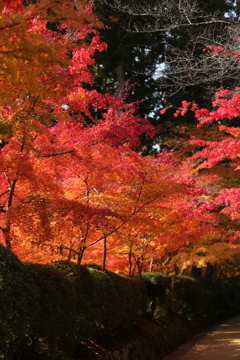 コントラスト