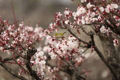 香り