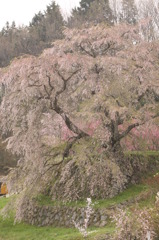 雄大