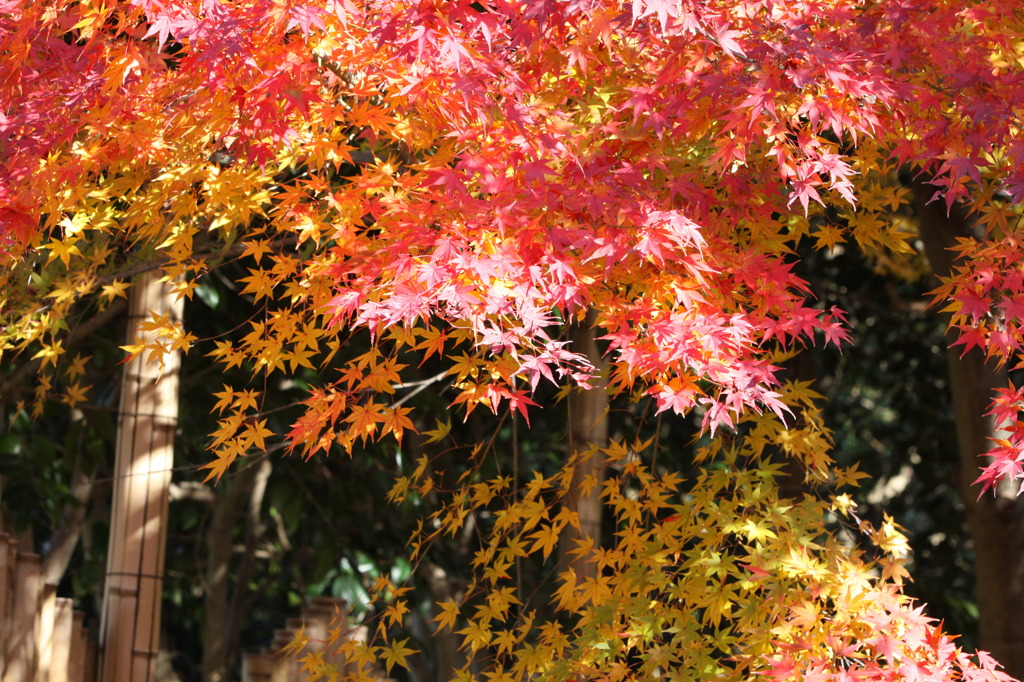 紅葉
