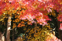 紅葉