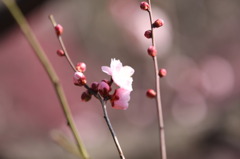 横顔