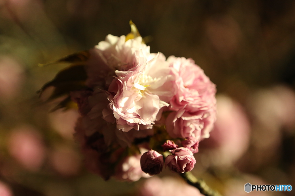 sakura