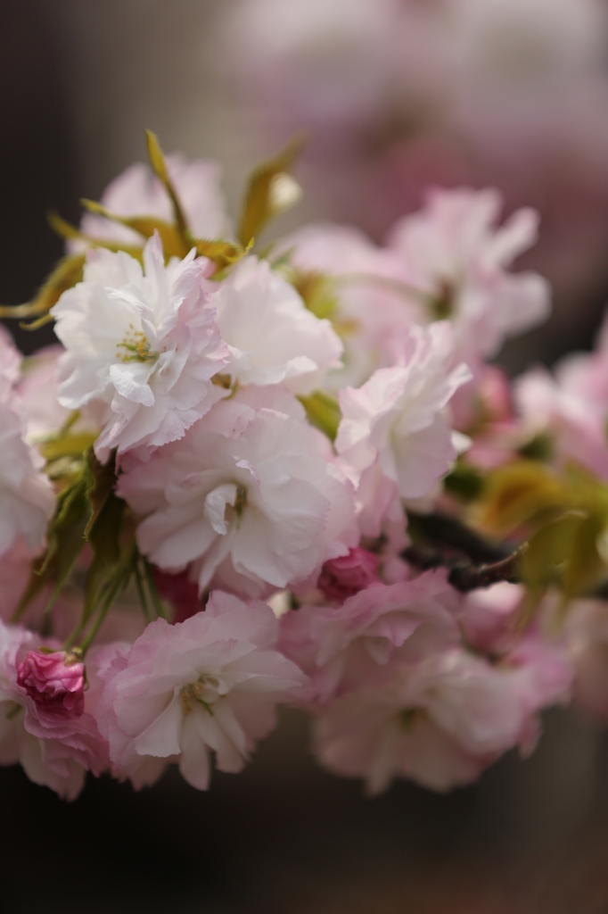 sakura