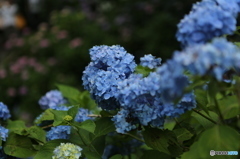 静