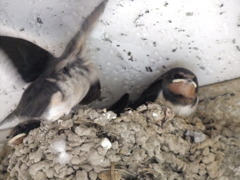 巣立ちを前にして