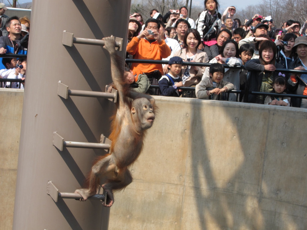 オランウータンin旭山動物園