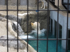 ホッキョクグマin旭山動物園