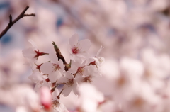 淡き桜