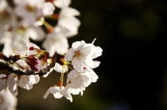 桜と堀