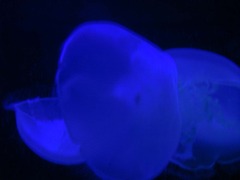 jellyfish