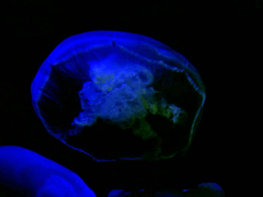 Moon Jelly