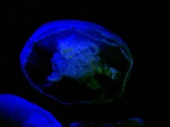 Moon Jelly