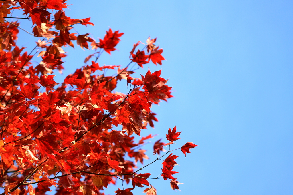 紅葉