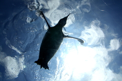 ペンギン
