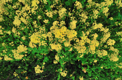 菜の花