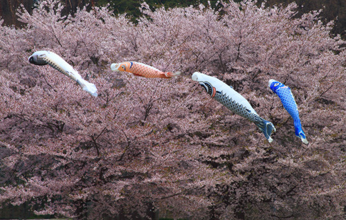 鯉風