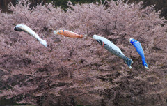 鯉風