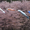 鯉風