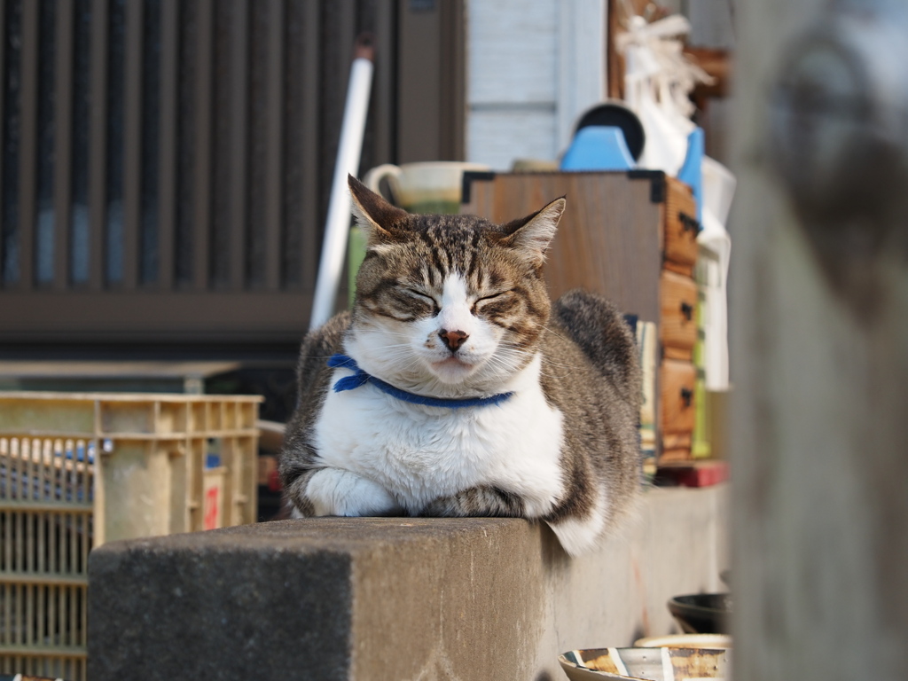 陶器市の看板猫様#02