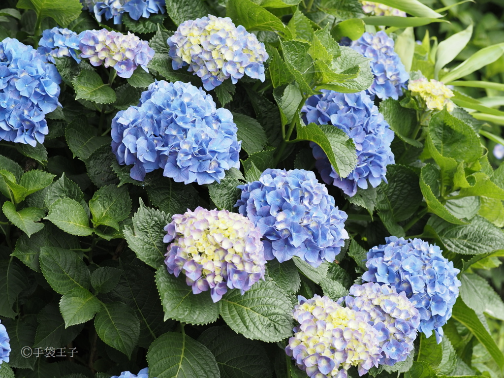 アジサイ…紫陽花祭り中の磯山神社にて#04