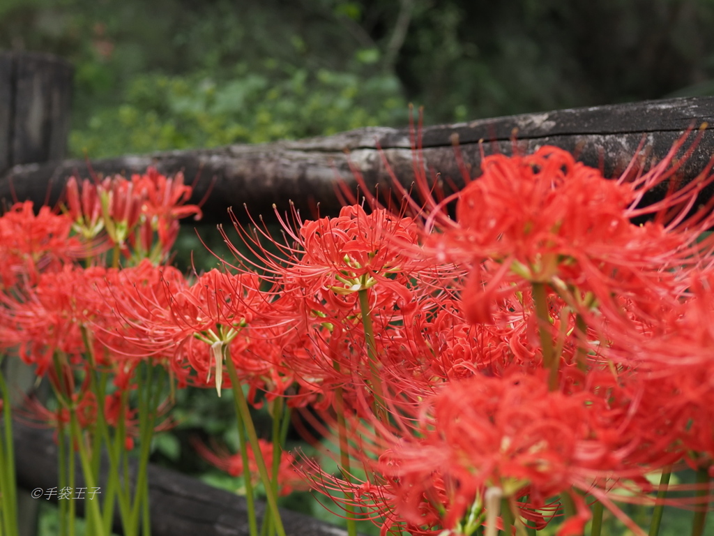 彼岸花（曼殊沙華）