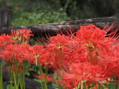 彼岸花（曼殊沙華）