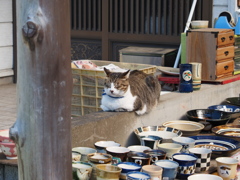 陶器市の看板猫様#01